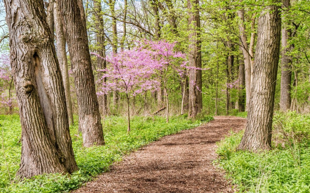 Local Scenery To Relieve Stress Through Music & Nature by Jenny Leigh Hodgins
